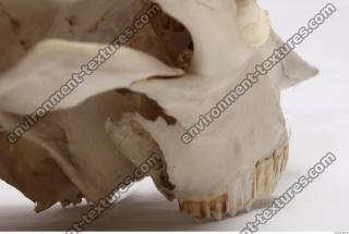 animal skull 0066